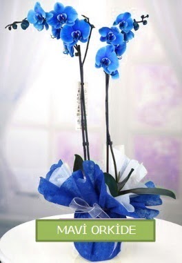 2 dall mavi orkide  stanbul Ataehir 14 ubat sevgililer gn iek 