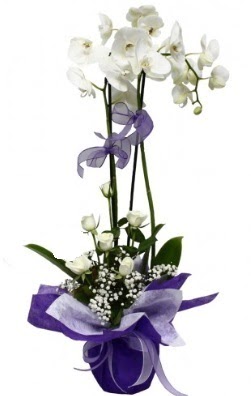 2 dall beyaz orkide 5 adet beyaz gl  stanbul Kathane cicek , cicekci 
