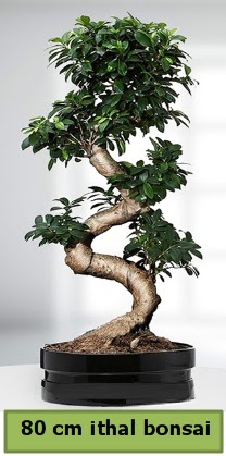 80 cm zel saksda bonsai bitkisi  stanbul Beikta internetten iek sat 