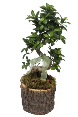 Doal ktkte bonsai saks bitkisi  stanbul Kkekmece ucuz iek gnder 