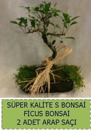 Ficus S Bonsai ve arap sa  stanbul Beikta internetten iek sat 